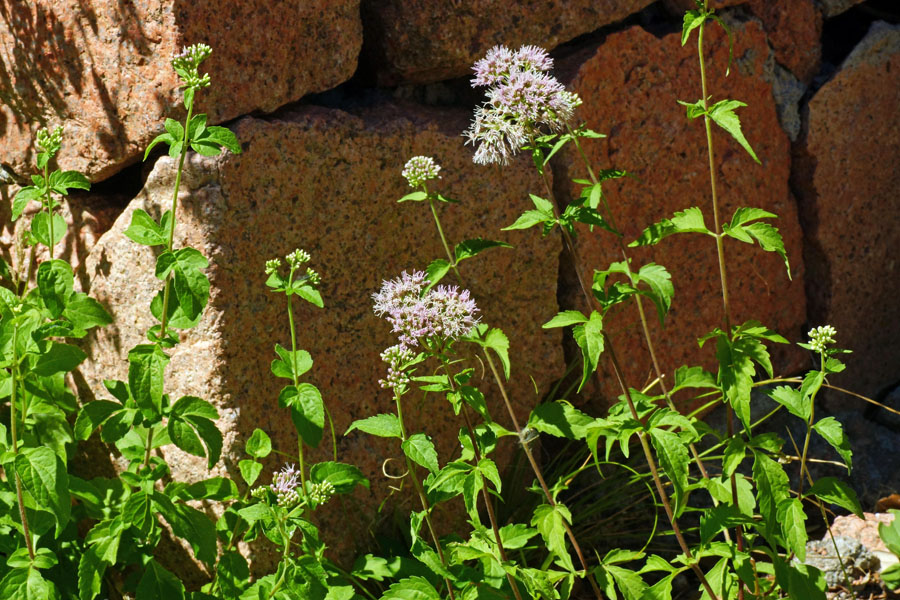 Valeriana - no, Eupatorium cannabinum s.l.